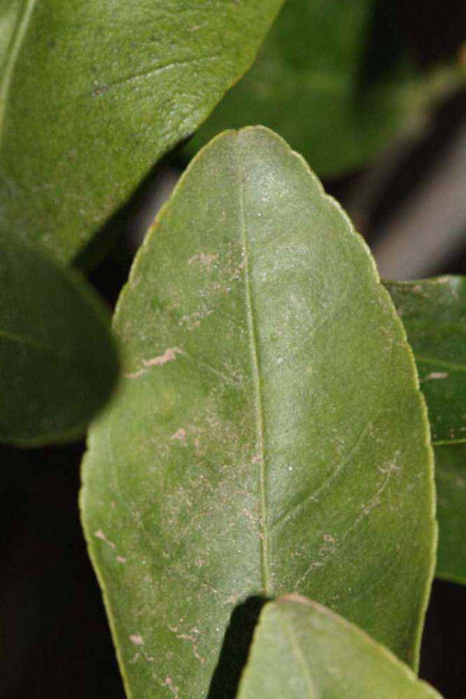              Margin (Riverside, CA)       